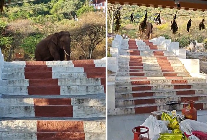 முருகன் கோயில் படியில் யானை – வழிவிட கெஞ்சிய பக்தர்!