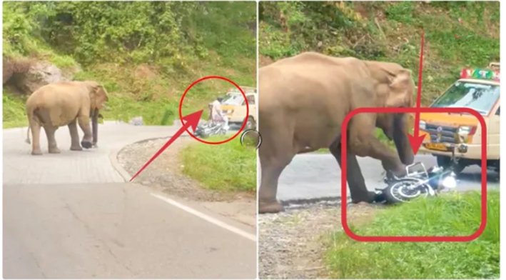சாலையில் சென்ற யானையிடம் இருந்து நூலிழையில் உயிர் தப்பிய தம்பதி