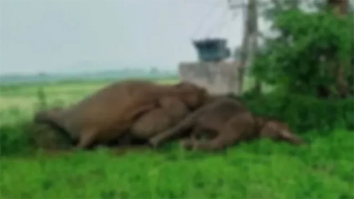 மின்சாரம் தாக்கி 3 யானைகள் பலி-வனத்துறை விசாரணை தீவிரம்