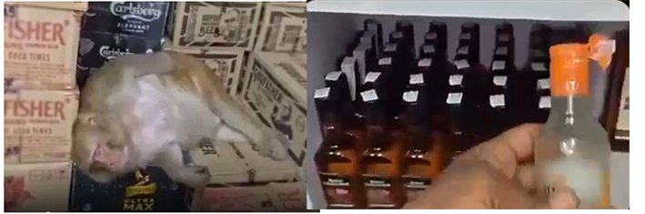 மதுக்கடைக்குள் புகுந்து மதுவைகுடித்துவிட்டு மட்டையான குரங்கு