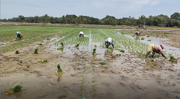 பாபநாசம் பகுதி வயல்களில் நடவு பணி தீவிரம்
