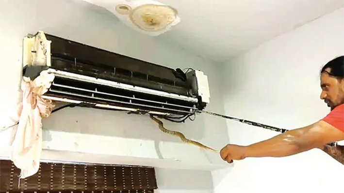ஏசிக்குள் பதுங்கி இருந்த நல்ல பாம்புகள்- அதிர்ச்சி