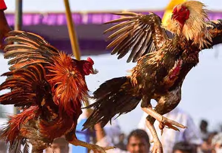 சேவல் சண்டை விவகாரம்… ஐகோர்ட்டில் முக்கிய விளக்கம்