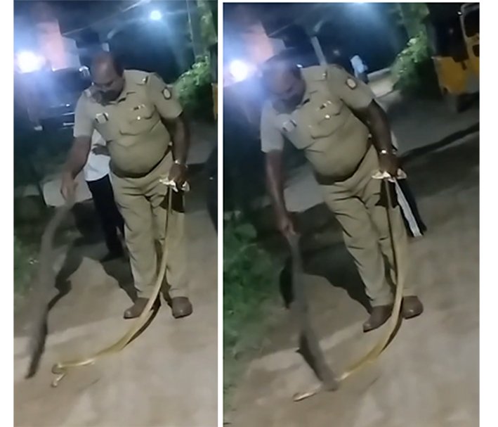 7 அடி நீள பாம்பை பிடித்த காவல் உதவி ஆய்வாளர்- பரபரப்பு