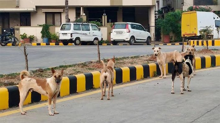 திருவள்ளூர் அருகே 4 வயது சிறுவனை கடித்து குதறிய நாய்