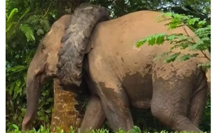 கழுத்தில் டிராக்டர் டயருடமன் உலா வரும் காட்டு யானை