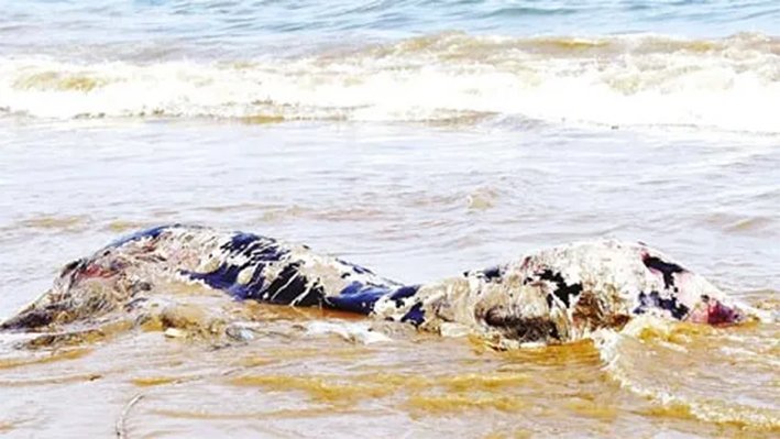 தூத்துக்குடி கடற்கரையில் அழுகிய நிலையில் டால்பின் கரை ஒதுங்கியது!