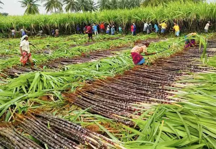 கரும்பு விவசாயிகளுக்கு ரூ.603 கோடி ஊக்கத்தொகை அறிவிப்பு!