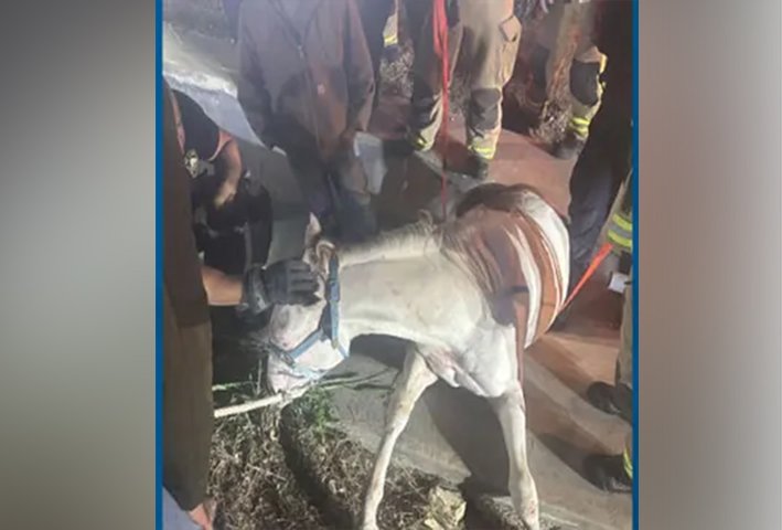வடிகால் குழியில் விழுந்த குதிரை: தீயணைப்பு வீரர்கள் மீட்பு