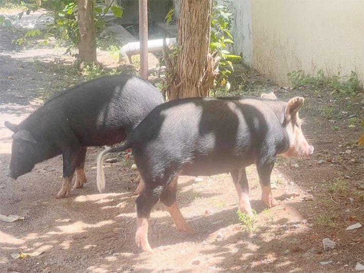 ஸ்ரீரங்கம் 4வது வார்டில் பன்றிகள் தொல்லை – மாநகராட்சி நடவடிக்கை எடுக்குமா?