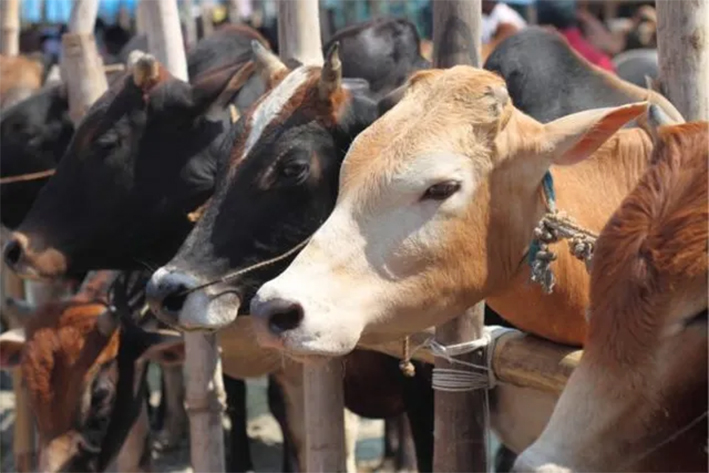 பசு வதை வழக்கில் 3 பேருக்கு ஆயுள் தண்டனை- கோர்ட் அதிரடி