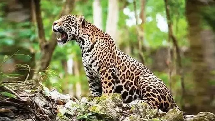 கோத்தகிரி பள்ளிக்குள் புகுந்த சிறுத்தை: மாணவர்கள் அச்சம்